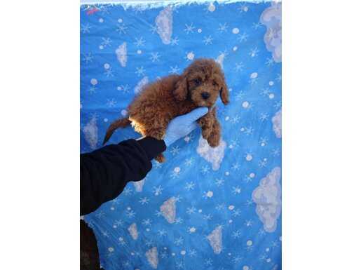 A kalite kıvırcık tüy yapılı Toy Poodle bebekler