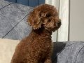 Ev Ortamında Büyümüş Sosyal ve Eğitimli Kızıl Poodle
