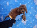 A kalite kıvırcık tüy yapılı Toy Poodle bebekler