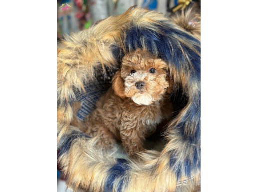 SAFKAN IRK VE SAĞLIK GARANTİLİ - BELGELİ TOY BOY POODLE