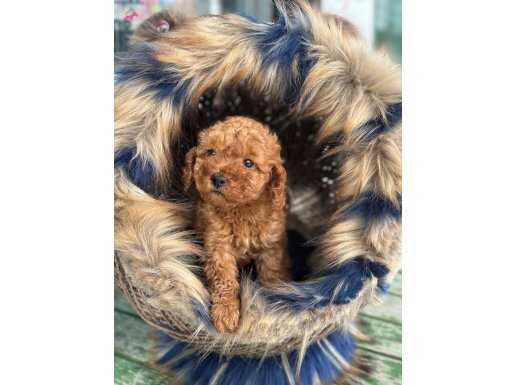 EN MİNİK BOY - TOY GARANTİLİ POODLE BEBEKLER
