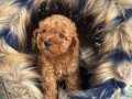EN MİNİK BOY - TOY GARANTİLİ POODLE BEBEKLER