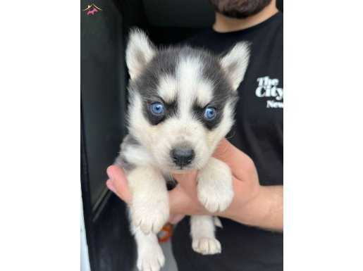 HUSKY SİBİRYA KURDU YAVRUMUZ