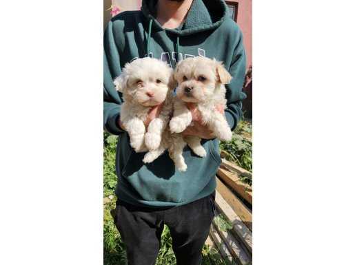 Maltipoo Bebeklerim