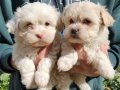 Maltipoo Bebeklerim