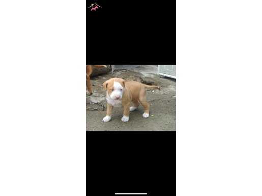 1.5 aylık 2 tane dişi pitbul A kalite anne baba sağlam ırk