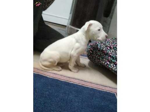 55 günlük kısa bacak albino 