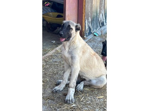 Dişi kangal yavru