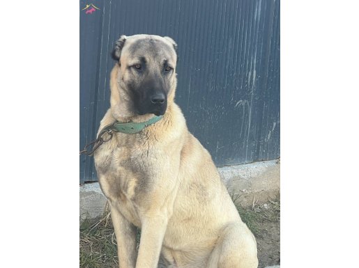 11 aylık kangal
