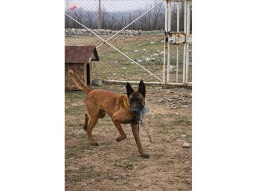 Erkek belçika kurdu