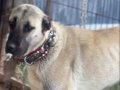 1 yaşında dişi kangal