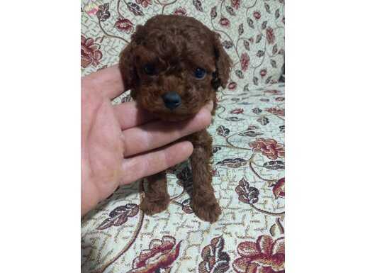 Erkek Dişi En Koyu Renk Teacup Kore Poodle Bebekler