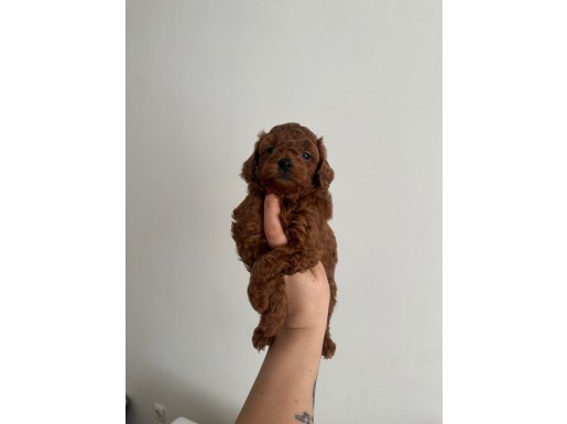 Kore Kanı Orijinal Redbrown Toy Poodle Yavrularımız