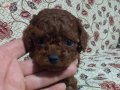 Erkek Dişi En Koyu Renk Teacup Kore Poodle Bebekler