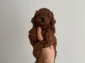 Kore Kanı Orijinal Redbrown Toy Poodle Yavrularımız
