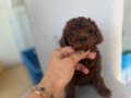 En özel rengini isteyene Dark Kore Poodle yavrularım