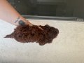 En özel rengini isteyene Dark Kore Poodle yavrularım
