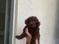 En özel rengini isteyene Dark Kore Poodle yavrularım