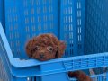 En özel rengini isteyene Dark Kore Poodle yavrularım