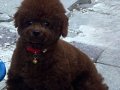En özel rengini isteyene Dark Kore Poodle yavrularım