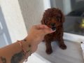 En özel rengini isteyene Dark Kore Poodle yavrularım