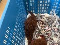 En özel rengini isteyene Dark Kore Poodle yavrularım