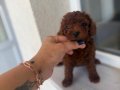 En özel rengini isteyene Dark Kore Poodle yavrularım