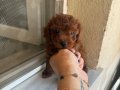 En özel rengini isteyene Dark Kore Poodle yavrularım