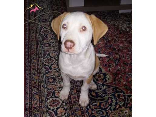 3 aylık pitbull Gerçek Bir Aileye İhtiyacı Var