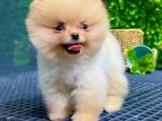 En tatlı ırk Pomeranian Bebeklerimiz