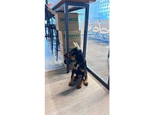 3 aylık estetikleri yapılmış hazırr