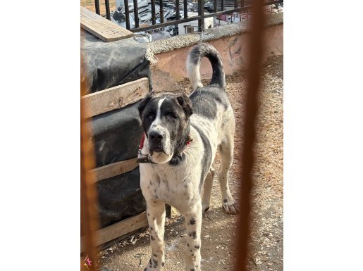 Siyah beyaz anadolu çoban