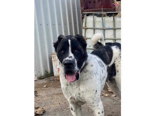 Ala malaklı iyinin iyisi