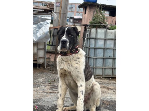 7 Aylık Safkan Aksaray Malaklısı | Soy Kütüğü Bilgili Dev Cüsseli Erkek