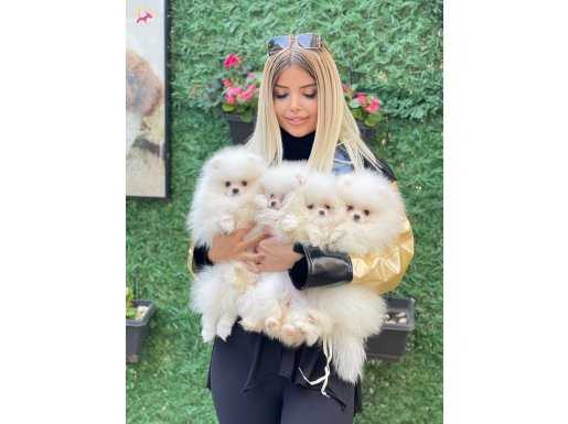 SAFKAN ORJINAL POMERANIAN BOO
