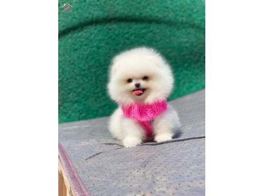 SAFKAN AYI SURAT POMERANIAN BOO YAVRULARI