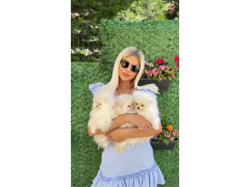 SAFKAN IRK GARANTİLİ POMERANIAN BOO YAVRULARI