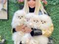 SAFKAN ORJINAL POMERANIAN BOO