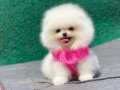 SAFKAN AYI SURAT POMERANIAN BOO YAVRULARI