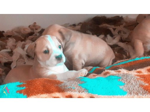 Pitbulll