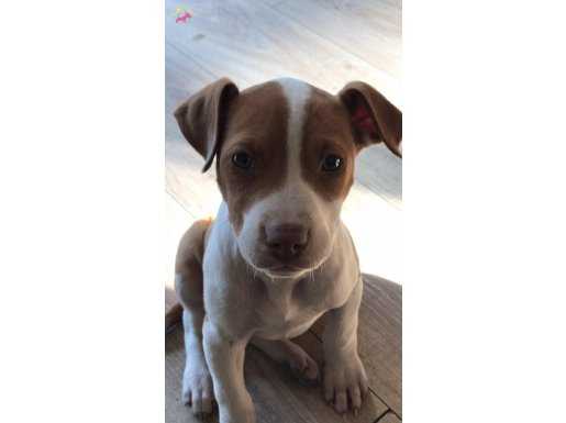 Pitbull Yavrusu