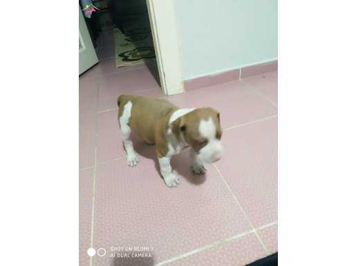 1 aylık dişi pitbull