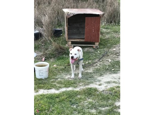 Köpegim sorunsuzdur