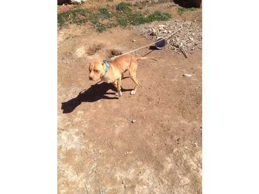 oyun delisi pitbull garfıeld 