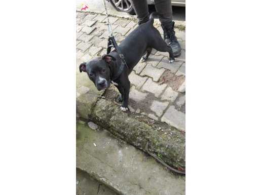 Yavru pitbull 