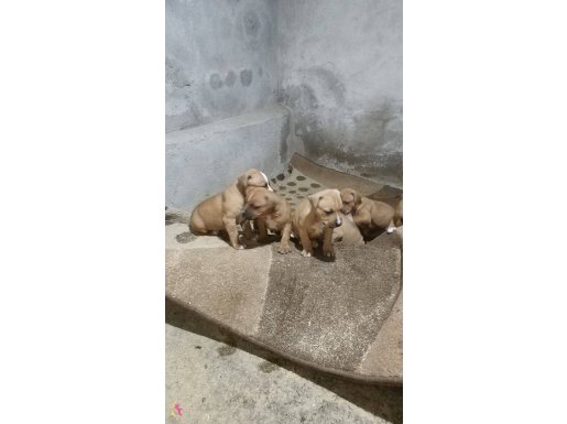 Güzel kan Pitbull