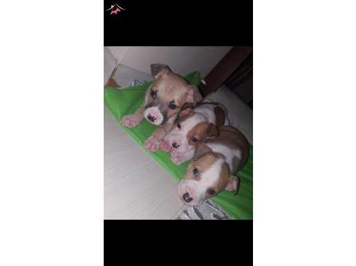 PİTBULL REDNOSE ERKEK VE DİŞİ YAVRU