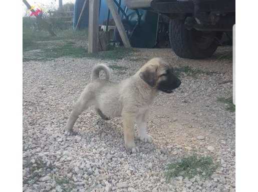 KALITE VE SAFKAN 6 PENCELI DEWLER ICIN BURSYS