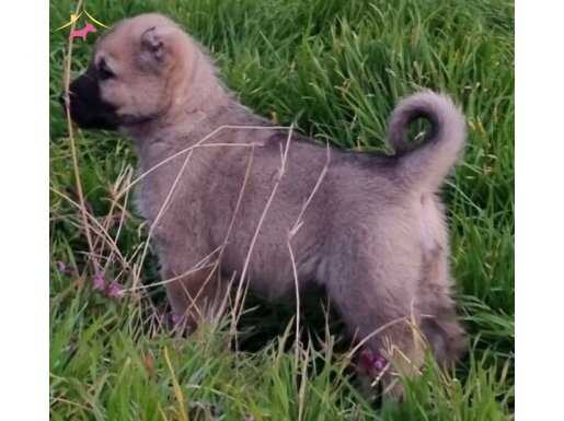 TRAKYANIN GÖZBEBEKLERİ FAZLA SÖZE GEREK YOK