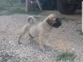 KALITE VE SAFKAN 6 PENCELI DEWLER ICIN BURSYS